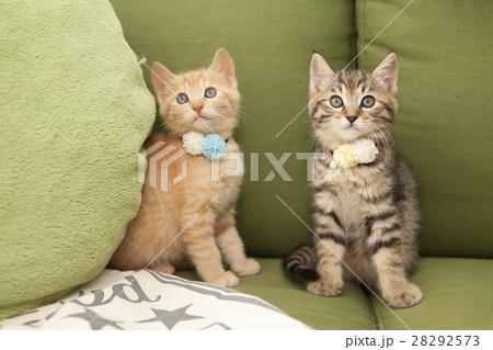 子猫 子猫 28292573