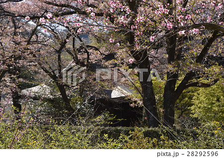 梅の花咲く 放光寺 山梨 梅の花咲く 放光寺 山梨 28292596