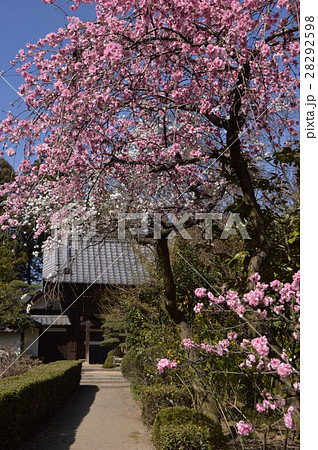 梅の花咲く 放光寺 山梨 梅の花咲く 放光寺 山梨 28292598