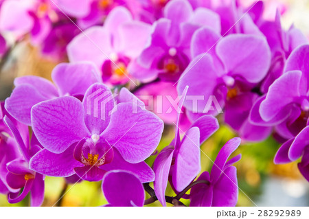 Beautiful purple orchid close up 28292989