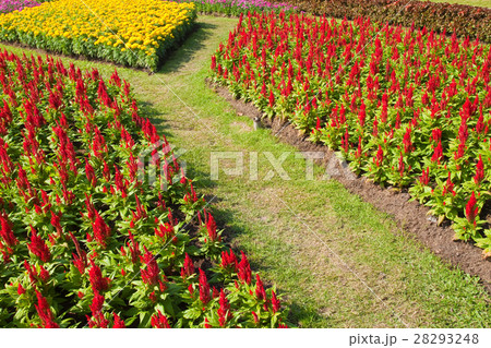 colorful flower in the garden colorful flower in the garden 28293248