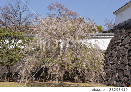 舞鶴城公園の春は 甲府市 舞鶴城公園の春は 甲府市 28293419