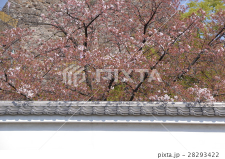 舞鶴城公園の春は　甲府市 28293422