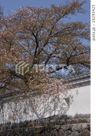 舞鶴城公園の春は 甲府市 舞鶴城公園の春は 甲府市 28293425