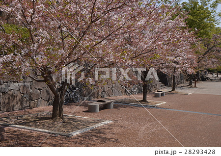 舞鶴城公園の春は　甲府市 28293428