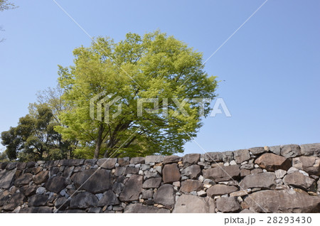舞鶴城公園の春は　甲府市 28293430