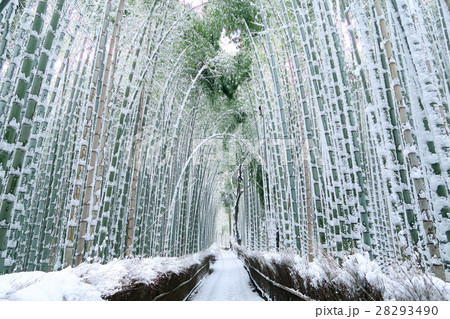 竹林の雪景色・京都 嵐山 28293490