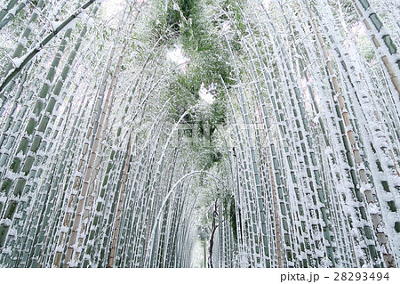 竹林の雪景色・京都 嵐山 竹林の雪景色・京都 嵐山 28293494