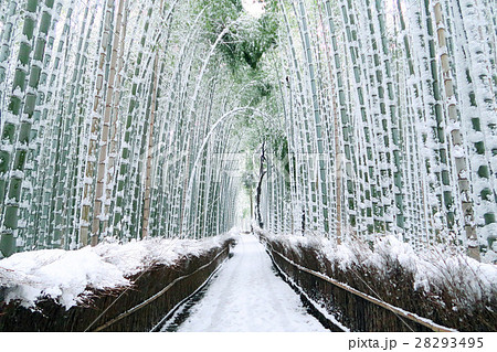 竹林の雪景色・京都 嵐山 28293495