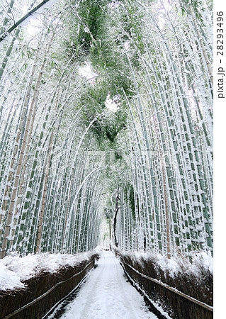 竹林の雪景色・京都 嵐山 28293496