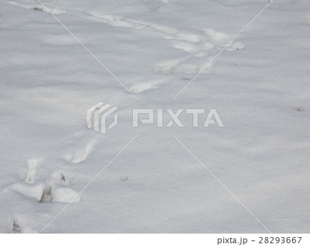 雪に残る足跡 28293667