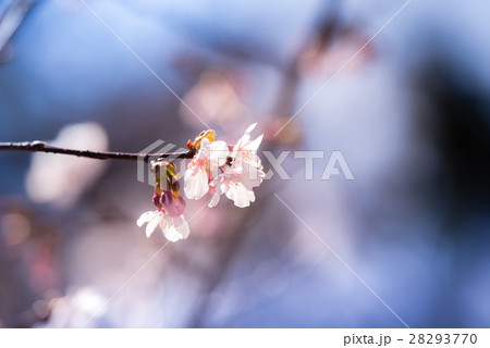 玉縄桜（たまなわざくら） 28293770