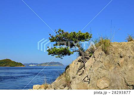 一本松 一本松 28293877