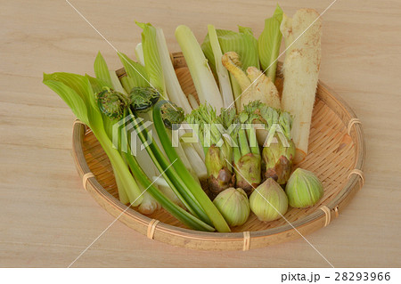 春の山菜5種 木目背景 春の山菜5種 木目背景 28293966