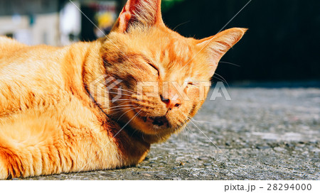 野良猫 のらねこ ノラ猫 28294000