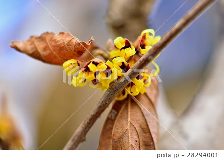 マンサク 28294001