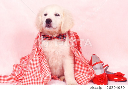 ゴールデンレトリバー ゴールデンレトリバー 28294080