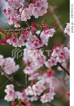カンザクラ カンザクラ 28294131