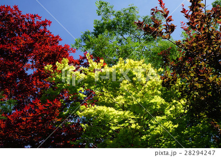 黄金色に輝くオウゴンカエデ 28294247