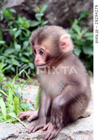 日本猿の写真素材 28294276 Pixta