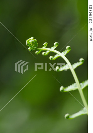 flora live in forest 28294385
