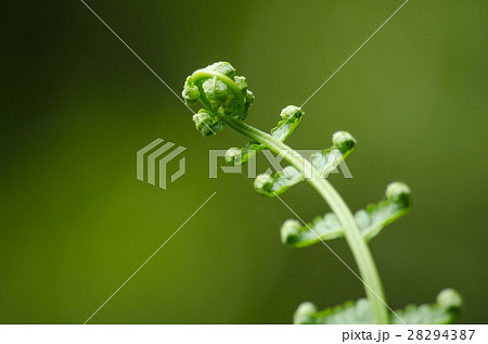 flora live in forest 28294387