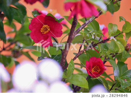 雪と山茶花 28294846