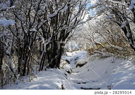 静岡愛鷹山連峰最高峰「冬の越前岳」 静岡愛鷹山連峰最高峰「冬の越前岳」 28295014
