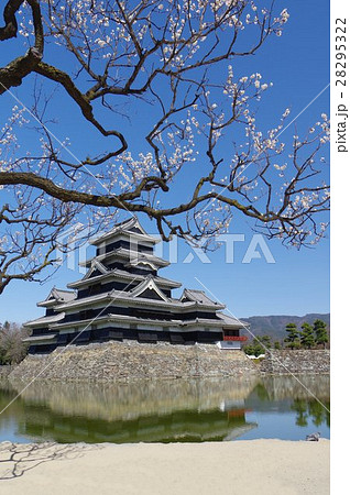 信州　松本　春の梅と国宝松本城　戦国時代に建てられた本物の城　別称「烏城」 28295322