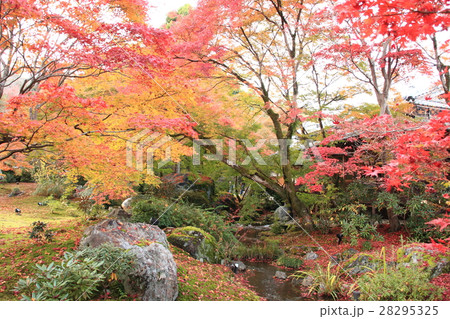 紅葉 28295325