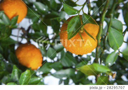 柑橘 柑橘系 シトラス 28295707