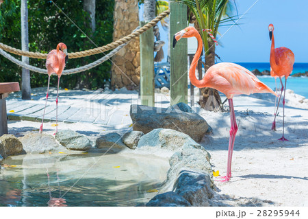 Flamingo and Iguana on the beach 28295944