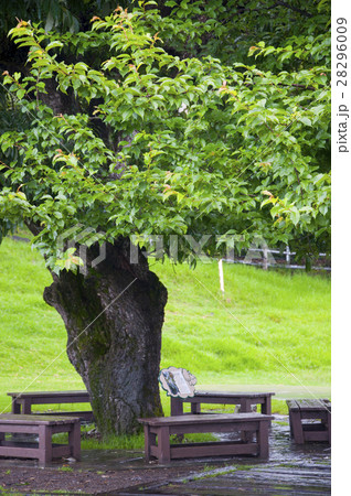 花 フラワー お花 28296009