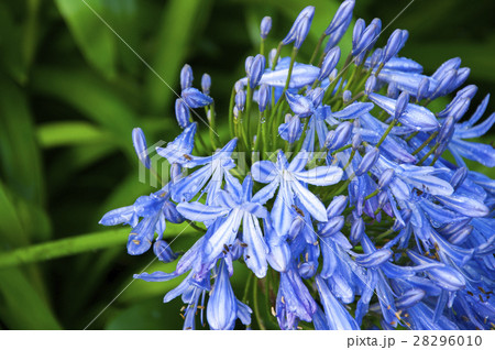 花 フラワー お花 28296010