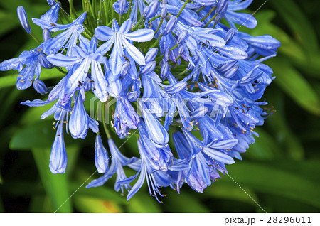 花 フラワー お花 28296011