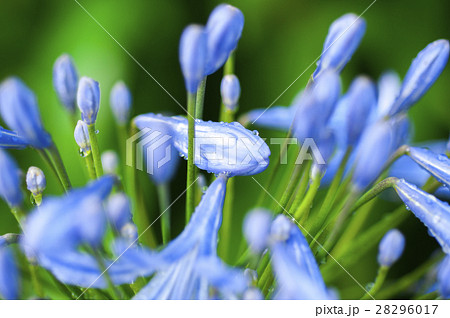 花 フラワー お花 28296017