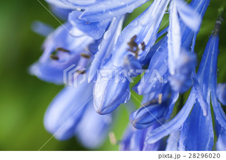 花 フラワー お花 28296020
