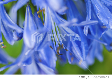 花 フラワー お花 28296021