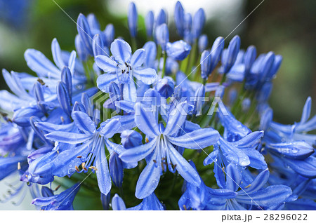 花 フラワー お花 28296022