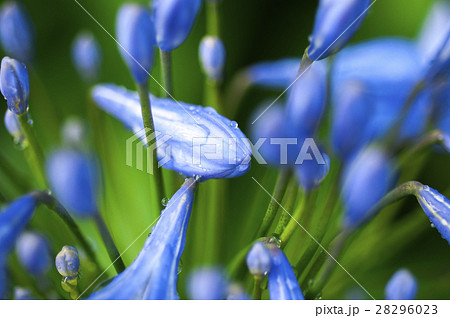 花 フラワー お花 28296023