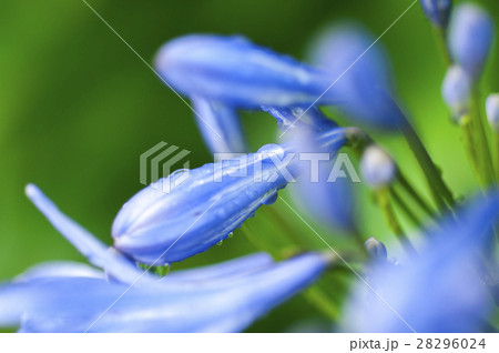 花 フラワー お花 28296024