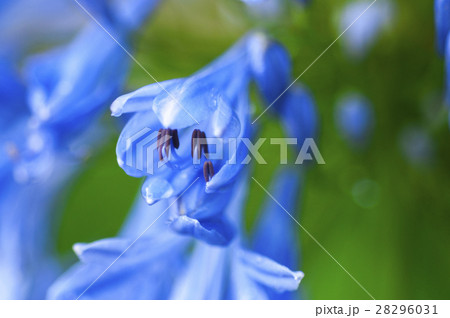 花 フラワー お花 28296031