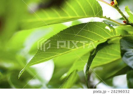 木 ツリー 樹 28296032