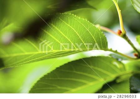 植物 工場 プランツ 28296033