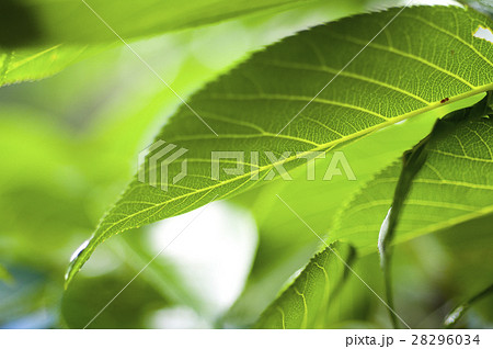 木 ツリー 樹 28296034