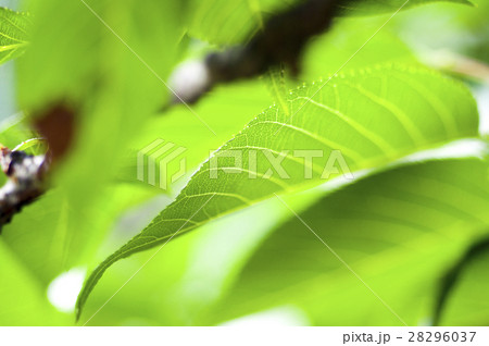 木 ツリー 樹 28296037