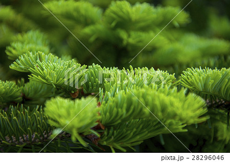 ひのき ヒノキ科 サイプレス 28296046