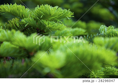 ひのき ヒノキ科 サイプレス 28296047