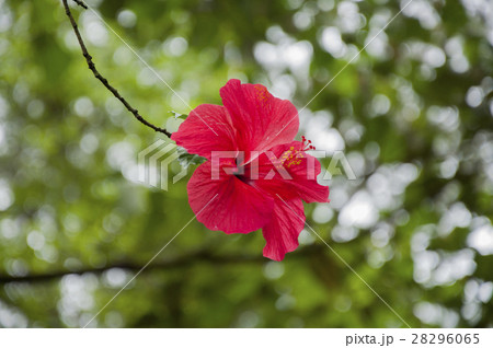 台湾 行程 旅 28296065