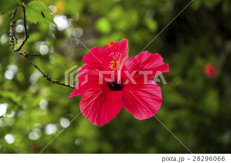 紅花 ベニバナ べにばな 28296066